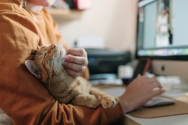 A cat snuggling with a person sitting at their desk.