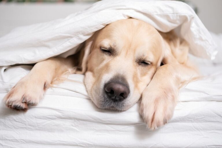 A dog sleeping underneath a cozy blanket.